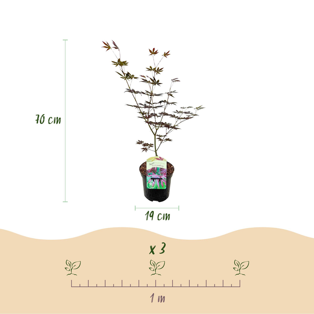 Green boutiQ - Plante de terrasse - Érable japonais - Acer palmatum Trompenburg - Violet foncé - 1 plante - Caduc - Pot 19 cm, hauteur 70 cm