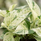 Epipremnum Snow Leopard - Snow Leopard Pothos - Green - Cream - Tropical - Ø12cm - ↕25cm