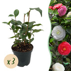 Green boutiQ - Arbustes - Camellia japonica Tricolour - Fleur Rose, Blanche et Rouge - 3 Plantes - 1 m2 - Persistant - Pot 15 cm Hauteur 30 cm