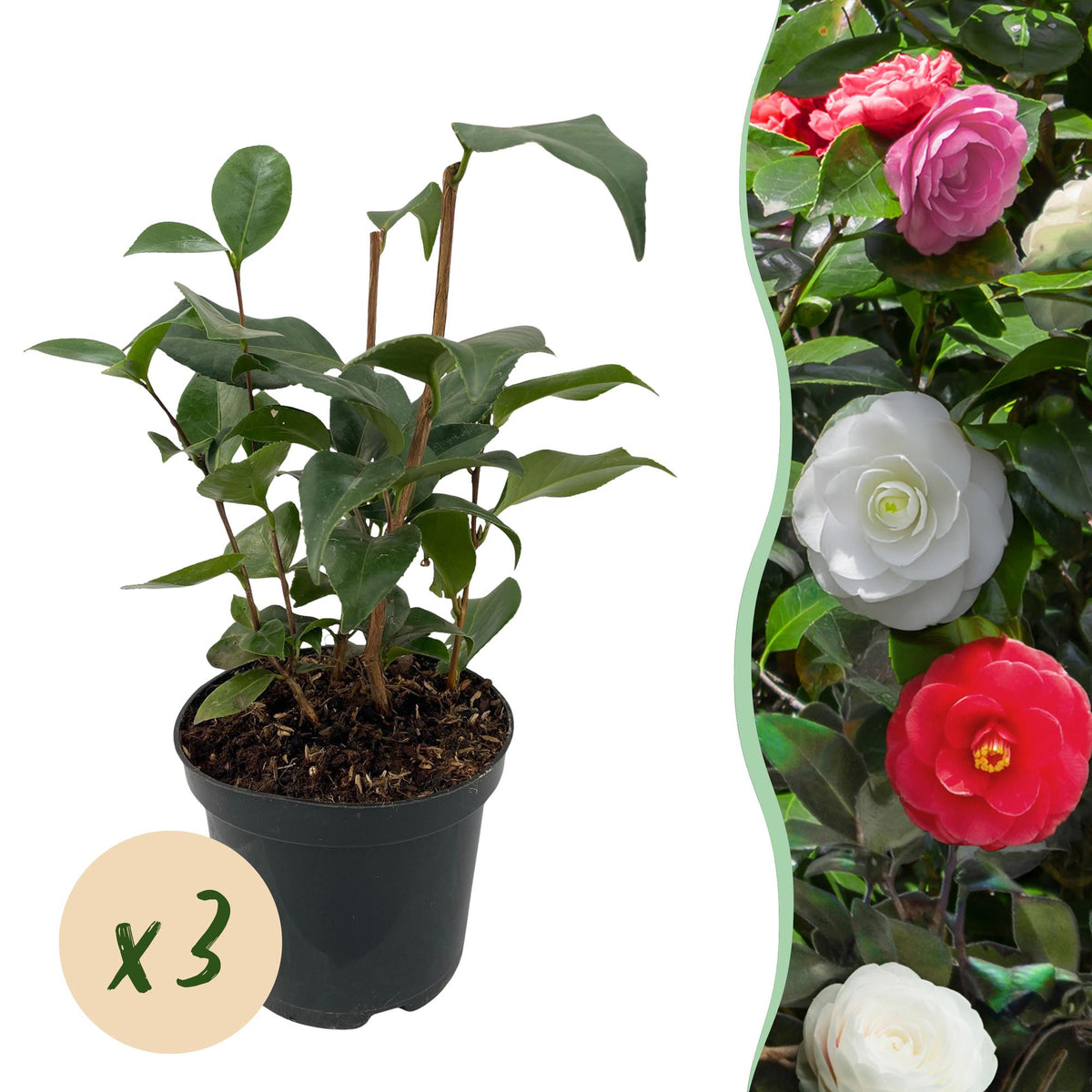 Green boutiQ - Arbustes - Camellia japonica Tricolour - Fleur Rose, Blanche et Rouge - 3 Plantes - 1 m2 - Persistant - Pot 15 cm Hauteur 30 cm