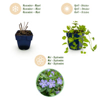 Vasteplant - Vinca Tricolour - Maagdenpalm - Bodembedekend - Blauw - Paars - Wit - 6 Planten - Pot 11cm - Hoogte 15-25cm