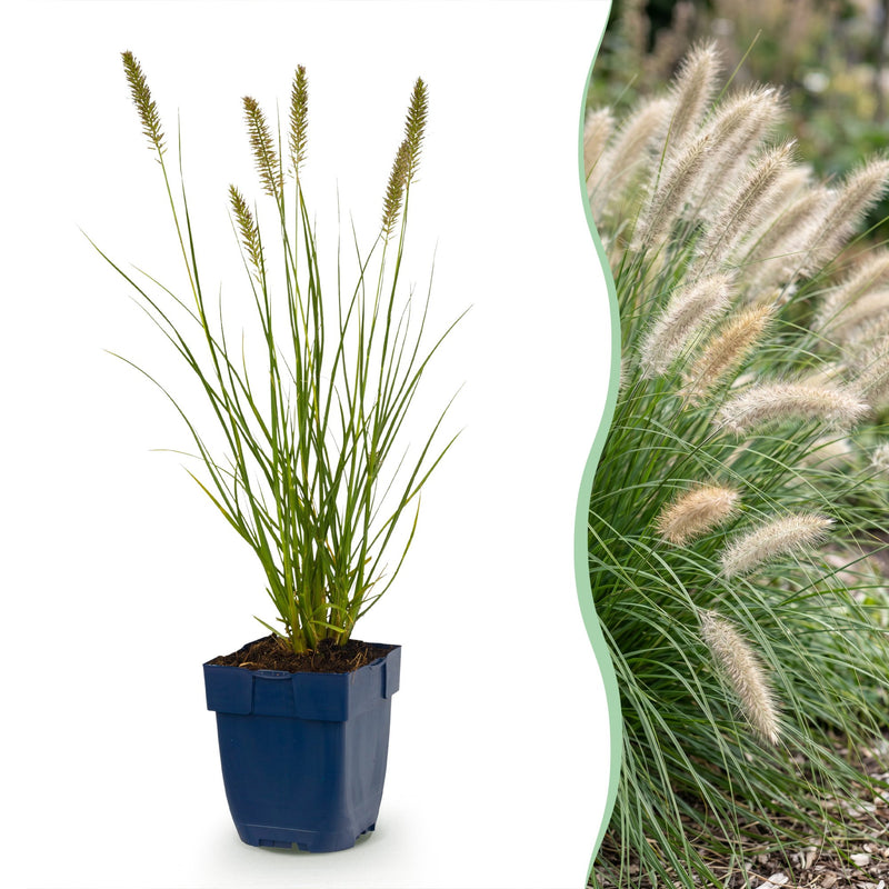 Green boutiQ - Grasses - Pennisetum alop. Hameln - Fountain Grass - With Plume - Green - 6 Plants - Pot 11cm - Height 15-25cm