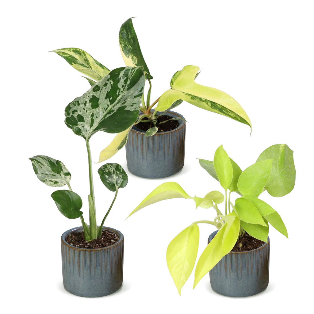 3x Baby Tropical Mix - Various colours - Tropical - incl. Linnea Misty Blue - Ø6cm - ↕10-15cm