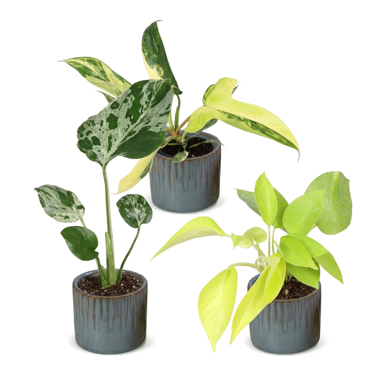 3x Baby Tropical Mix - Various colours - Tropical - incl. Linnea Misty Blue - Ø6cm - ↕10-15cm