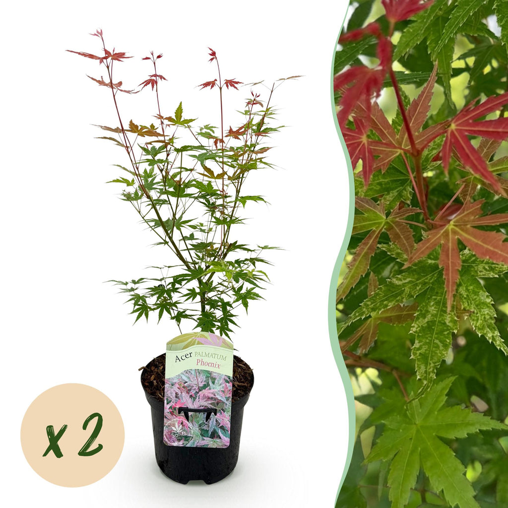 Green boutiQ - Plante de terrasse - Érable du Japon - Acer palmatum Phoenix - Rose - 2 plantes - Caduc - Pot 19cm Hauteur 70cm