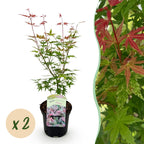 Green boutiQ - Plante de terrasse - Érable du Japon - Acer palmatum Phoenix - Rose - 2 plantes - Caduc - Pot 19cm Hauteur 70cm