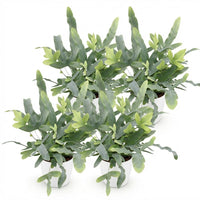 Green boutiQ - Kamerplant - Phlebodium aureum Blue Star - Blauwe Varen - Huisdiervriendelijke Plant - Blauw - 4 Planten - met Potter Wit - Pot 12cm - Hoogte 25cm