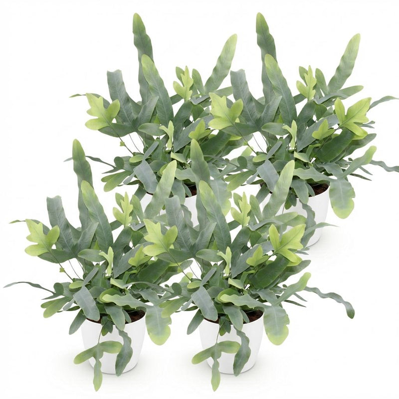 Green boutiQ - Kamerplant - Phlebodium aureum Blue Star - Blauwe Varen - Huisdiervriendelijke Plant - Blauw - 4 Planten - met Potter Wit - Pot 12cm - Hoogte 25cm
