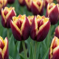 120x Tulipa My Favourite Topping - Tulp Mijn Favoriete Topping - Diversen - Voorjaarsbloeier - Bolmaat 11/12
