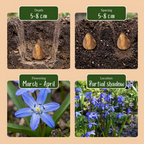 Green boutiQ - Bloembollen - Scilla Siberica - Kleur Paars - 50 stuks - Bolmaat 7/8 - XXL Pack - foto 4