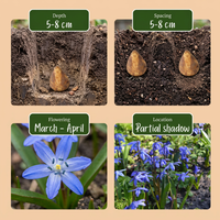 Green boutiQ - Bloembollen - Scilla Siberica - Kleur Paars - 50 stuks - Bolmaat 7/8 - XXL Pack - foto 4