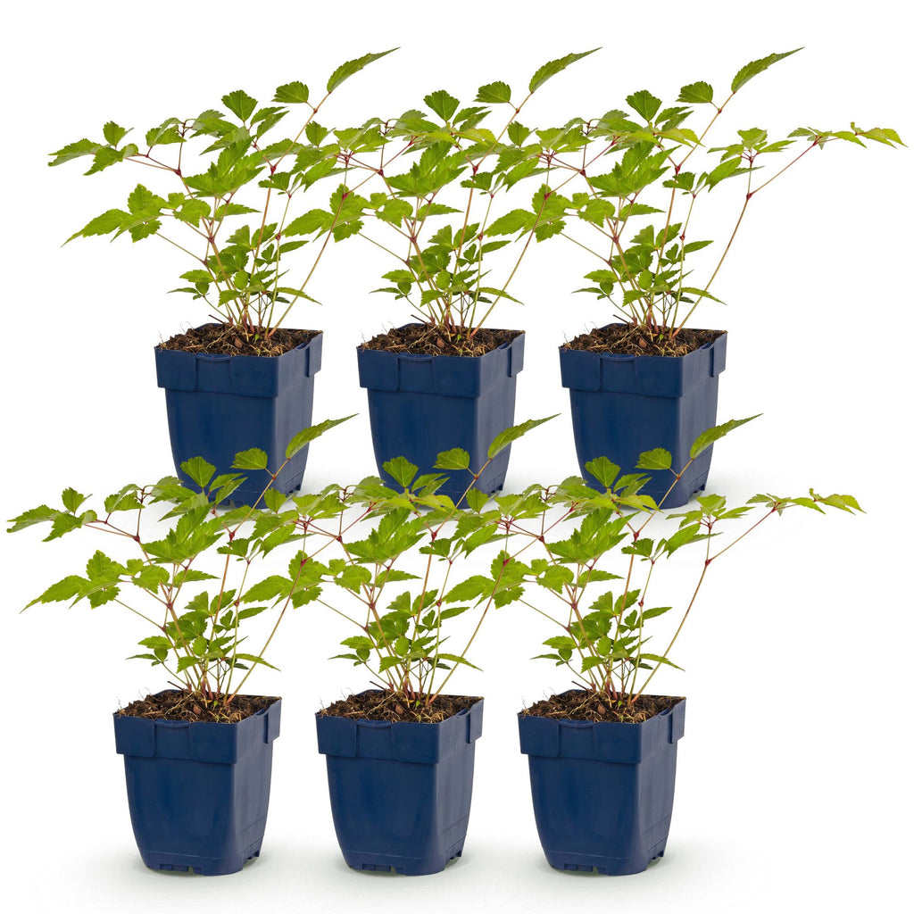 Green boutiQ - Plante vivace - Astilbe (J) Europa - Astilbe - Ombre - Rose - 6 plantes - Pot 11cm - Hauteur 15-25cm
