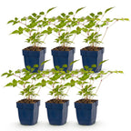 Green boutiQ - Plante vivace - Astilbe (J) Europa - Astilbe - Ombre - Rose - 6 plantes - Pot 11cm - Hauteur 15-25cm