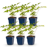 Green boutiQ - Vasteplant - Astilbe (J) Europa - Pluimspirea - Schaduw - Roze - 6 Planten - Pot 11cm - Hoogte 15-25cm