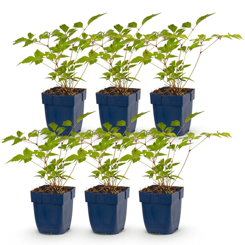 Green boutiQ - Vasteplant - Astilbe (J) Europa - Pluimspirea - Schaduw - Roze - 6 Planten - Pot 11cm - Hoogte 15-25cm