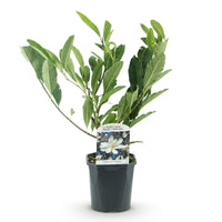 Green boutiQ - Heesters -  Magnolia Stellata  - Bloem Wit  - 1 Plant - Bladverliezend - Weinig Onderhoud - Pot 17cm Hoogte 45cm