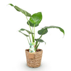 Green BoutiQ - Green is... Plantes d'intérieur - Alocasia Cucullata - Main de Bouddha - Entretien facile - avec panier - Vert - 1 plante - Pot 17cm - Hauteur 60-65cm
