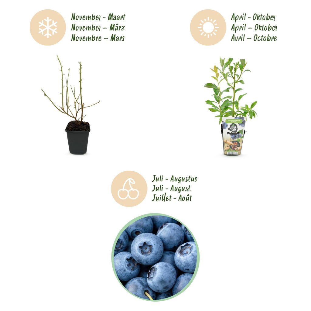Green boutiQ - Plants fruitiers - Myrtillier - Vaccinium corymbosum Bluegold - Rustique - 6 plantes - Pot 9 cm - Myrtille