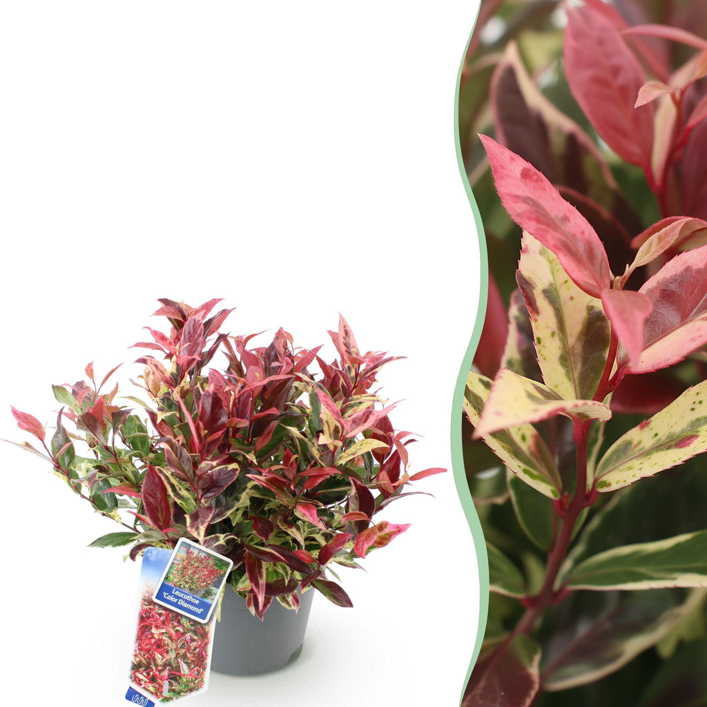 Green boutiQ - Plante de jardin - Leucothoe Colour Diamond - Panaché - 1 plante - Persistant - Peu d'entretien - Pot 17cm Hauteur 45cm