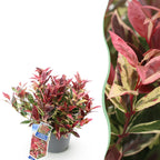 Green boutiQ - Plante de jardin - Leucothoe Colour Diamond - Panaché - 1 plante - Persistant - Peu d'entretien - Pot 17cm Hauteur 45cm