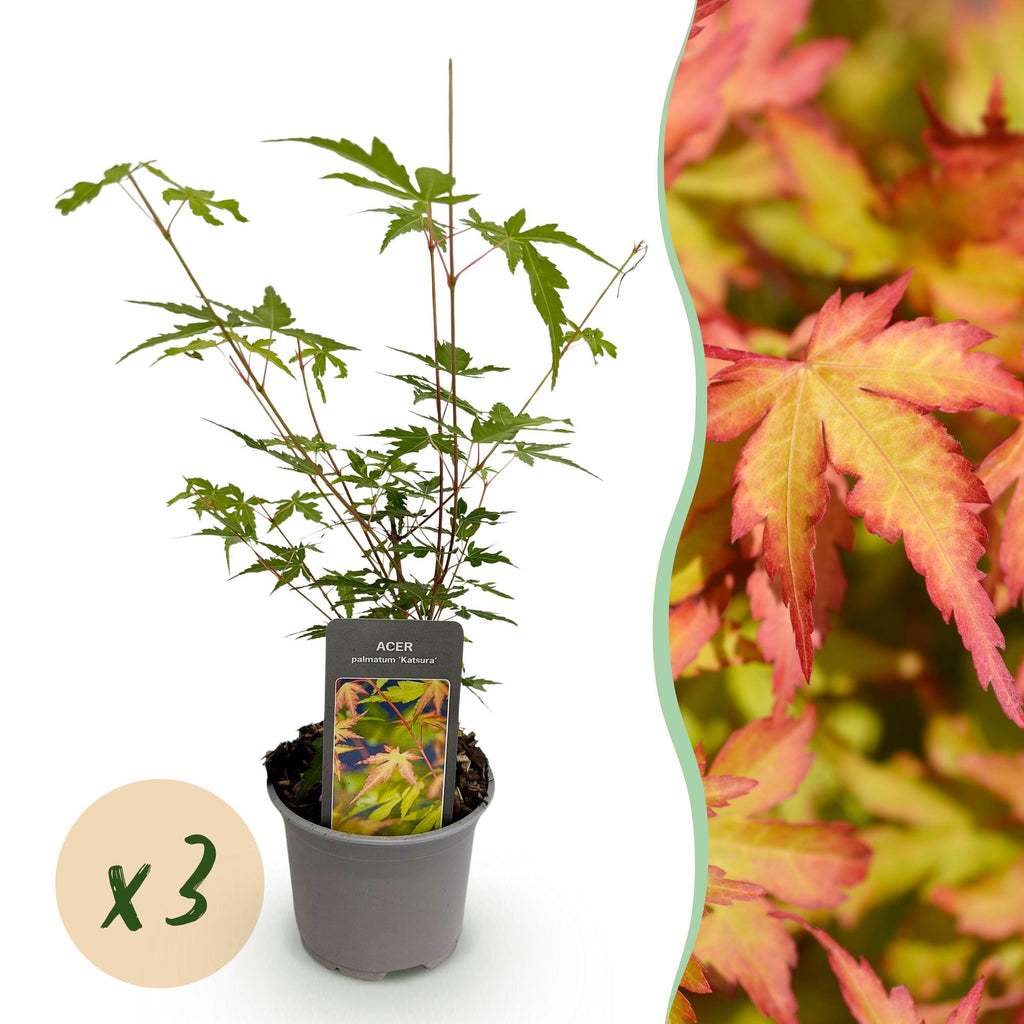 Green boutiQ - Plante de jardin - Acer palmatum Sangokaku - Vert - 3 Plantes - Caduc - Entretien facile - Pot 12cm Hauteur 35cm