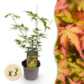 Green boutiQ - Plante de jardin - Acer palmatum Sangokaku - Vert - 3 Plantes - Caduc - Entretien facile - Pot 12cm Hauteur 35cm