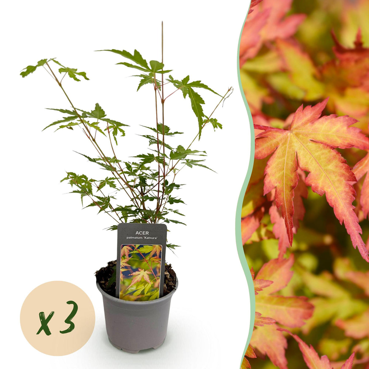 Green boutiQ - Plante de jardin - Acer palmatum Sangokaku - Vert - 3 Plantes - Caduc - Entretien facile - Pot 12cm Hauteur 35cm