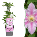Clématite Nelly Moser - Clématite Nelly Moser - Blanc - Rose - Plante grimpante - Ø9cm - ↕35cm