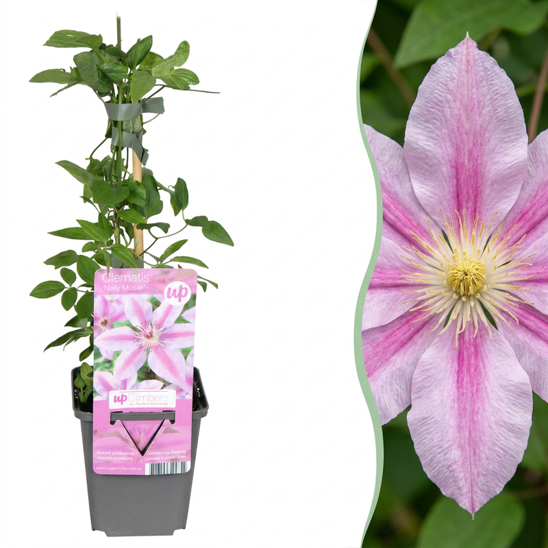 Clematis Nelly Moser - Bosrank Nelly Moser - Wit - Roze - Klimplant - Ø9cm - ↕35cm