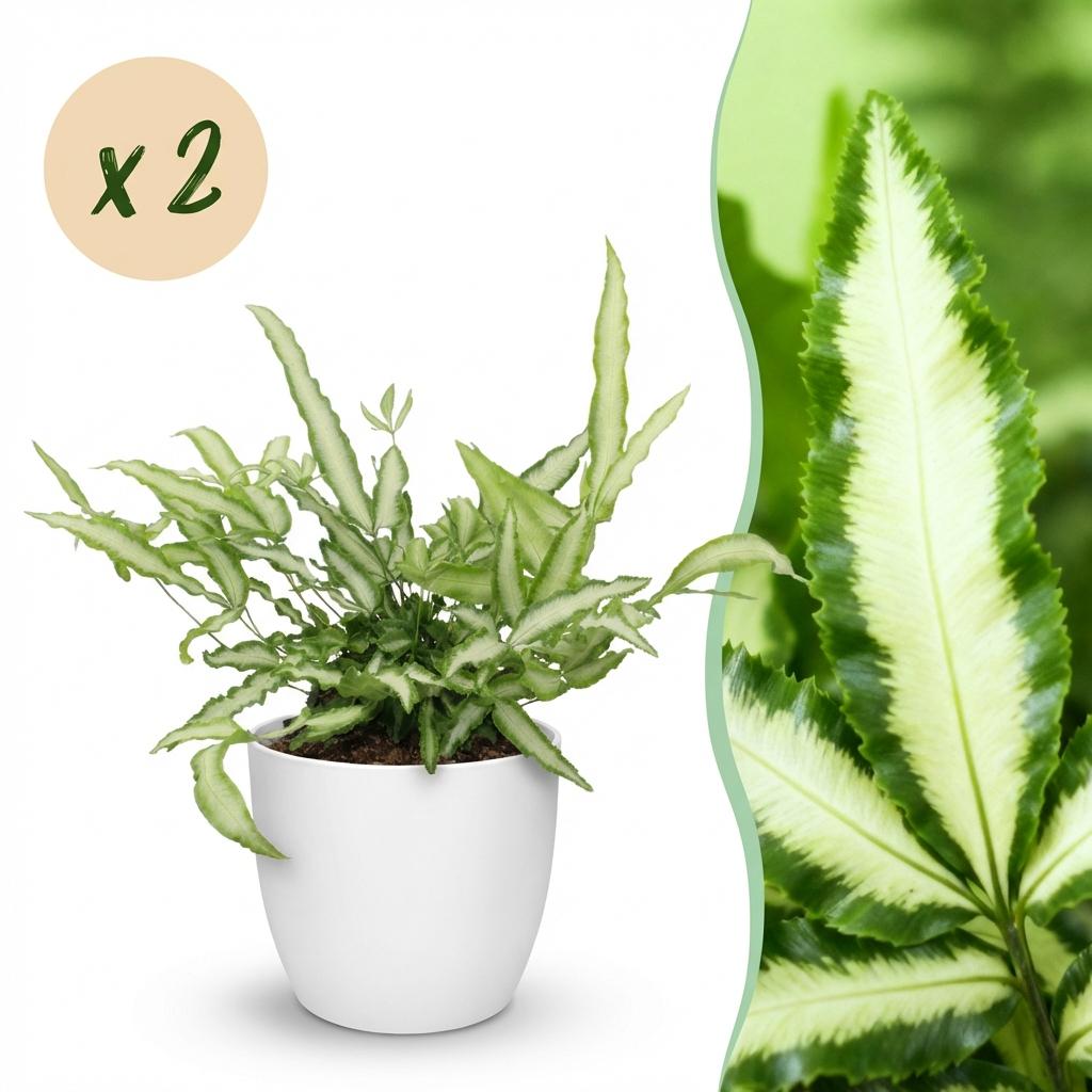 Green boutiQ - Plante d'intérieur - Pteris cretica Albolineata - Fougère ruban - Plante adaptée aux animaux de compagnie - Vert - 2 plantes - avec cache-pot blanc - Pot 12 cm - Hauteur 20 cm