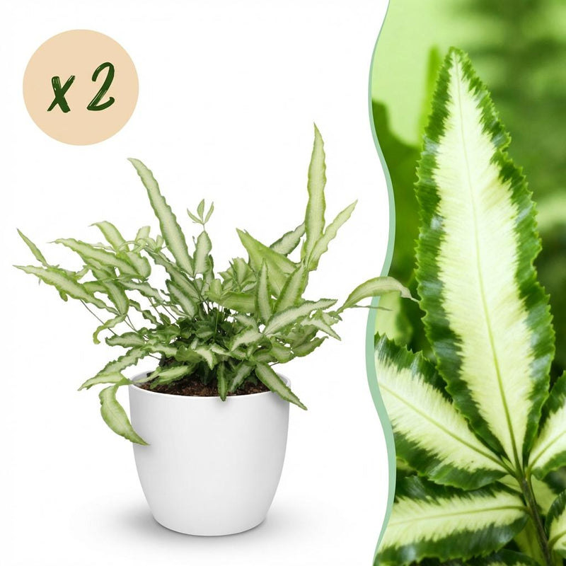 Green boutiQ - Kamerplant - Pteris cretica Albolineata - Lintvaren - Huisdiervriendelijke Plant - Groen - 2 Planten - met Potter Wit - Pot 12cm - Hoogte 20cm