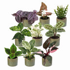 9x Baby Plants Surprise Box - Baby Plants Surprise Box - Various colours - Tropical - incl. Linnea Olive - Ø6cm - ↕5-15cm