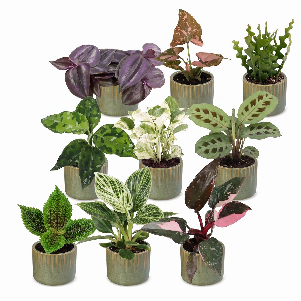 9x Baby Plants Surprise Box - Baby Plants Surprise Box - Various colours - Tropical - incl. Linnea Olive - Ø6cm - ↕5-15cm