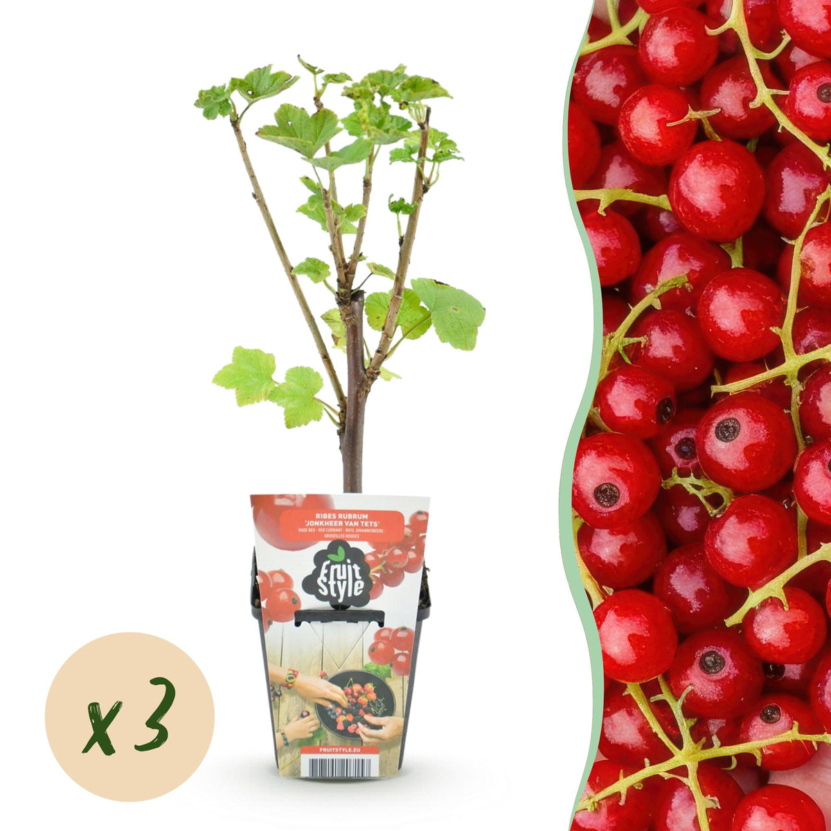 Green boutiQ - Fruitplanten - Rode Bes - Ribes rubrum Jonkheer van Tets  - Winterhard - 3 Planten - Pot 9 cm - Rode Bes