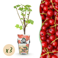 Green boutiQ - Fruitplanten - Rode Bes - Ribes rubrum Jonkheer van Tets  - Winterhard - 3 Planten - Pot 9 cm - Rode Bes