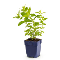 Green boutiQ - Vasteplant - Nepeta sib. Wild Orchid - Kattenkruid - Bijen en Vlinderlokkers - Roze - 1 Plant - Pot 11cm - Hoogte 15-25cm
