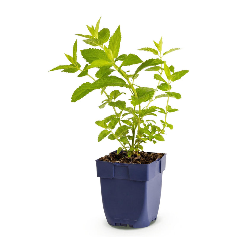 Green boutiQ - Vasteplant - Nepeta sib. Wild Orchid - Kattenkruid - Bijen en Vlinderlokkers - Roze - 1 Plant - Pot 11cm - Hoogte 15-25cm