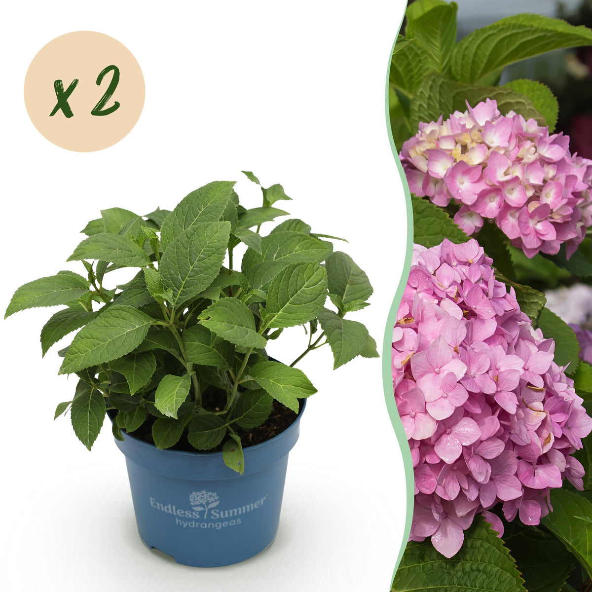 Green boutiQ - Plante de jardin - Hydrangea Endless Summer The Original Pink - Hortensia - Rustique - Rose - 2 plantes - Pot 14 cm - Hauteur 20-25 cm