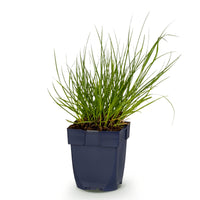 Green boutiQ - Grasses - Panicum virg. Northwind - Prairie Grain - With Plume - Green - 1 Plant - Pot 11cm - Height 15-25cm