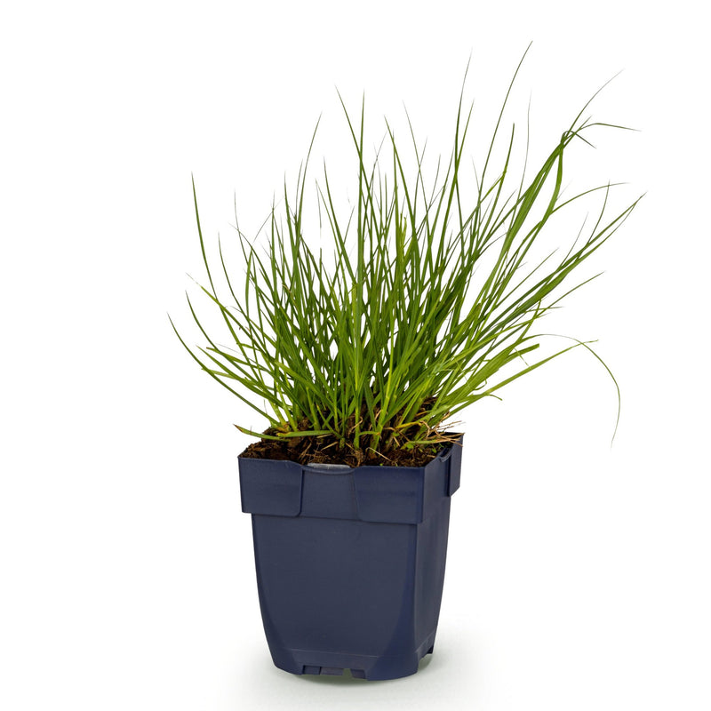 Green boutiQ - Grasses - Panicum virg. Northwind - Prairie Grain - With Plume - Green - 1 Plant - Pot 11cm - Height 15-25cm