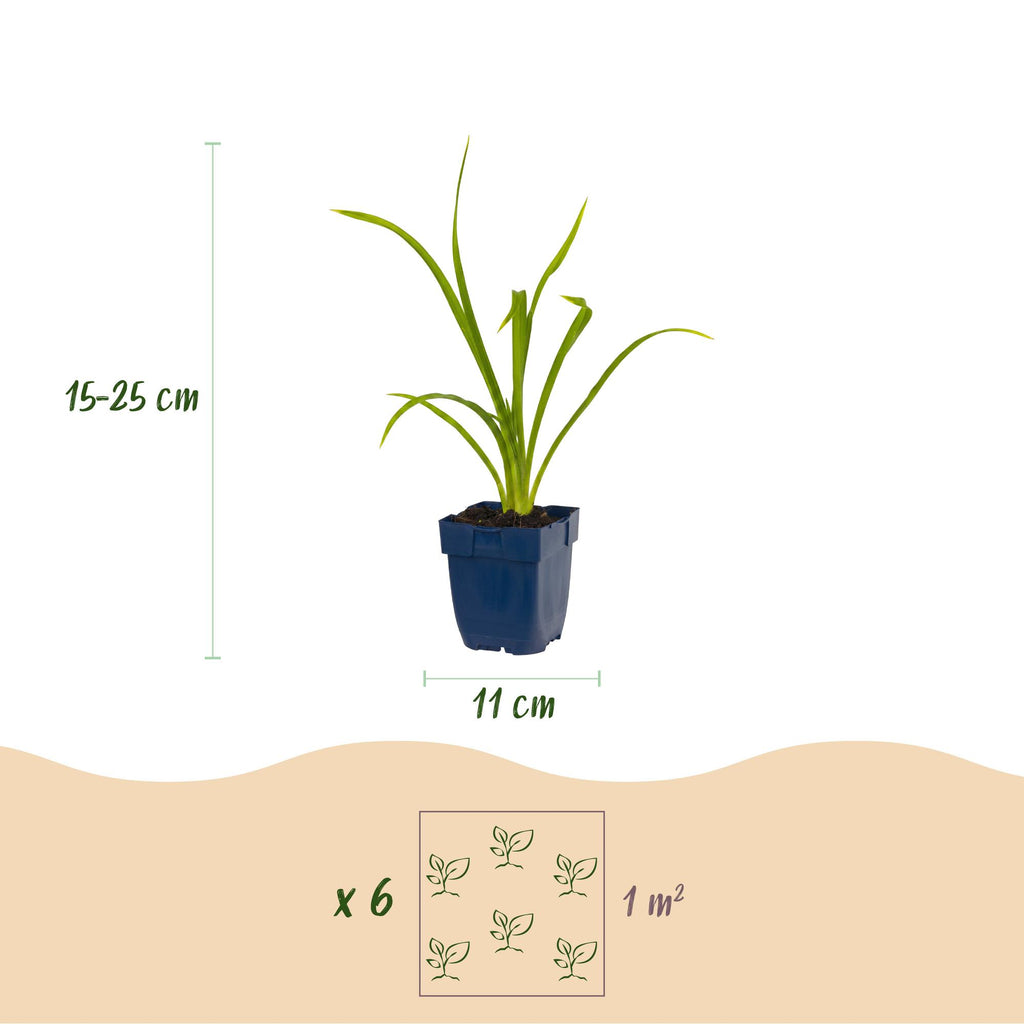 Green boutiQ - Stauden - Hemerocallis Summer Wine - Taglilie - Bienen- und Schmetterlingsmagnet - Lila - 3 Pflanzen - Topf 11cm - Höhe 15-25cm