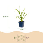 Green boutiQ - Stauden - Hemerocallis Summer Wine - Taglilie - Bienen- und Schmetterlingsmagnet - Lila - 3 Pflanzen - Topf 11cm - Höhe 15-25cm