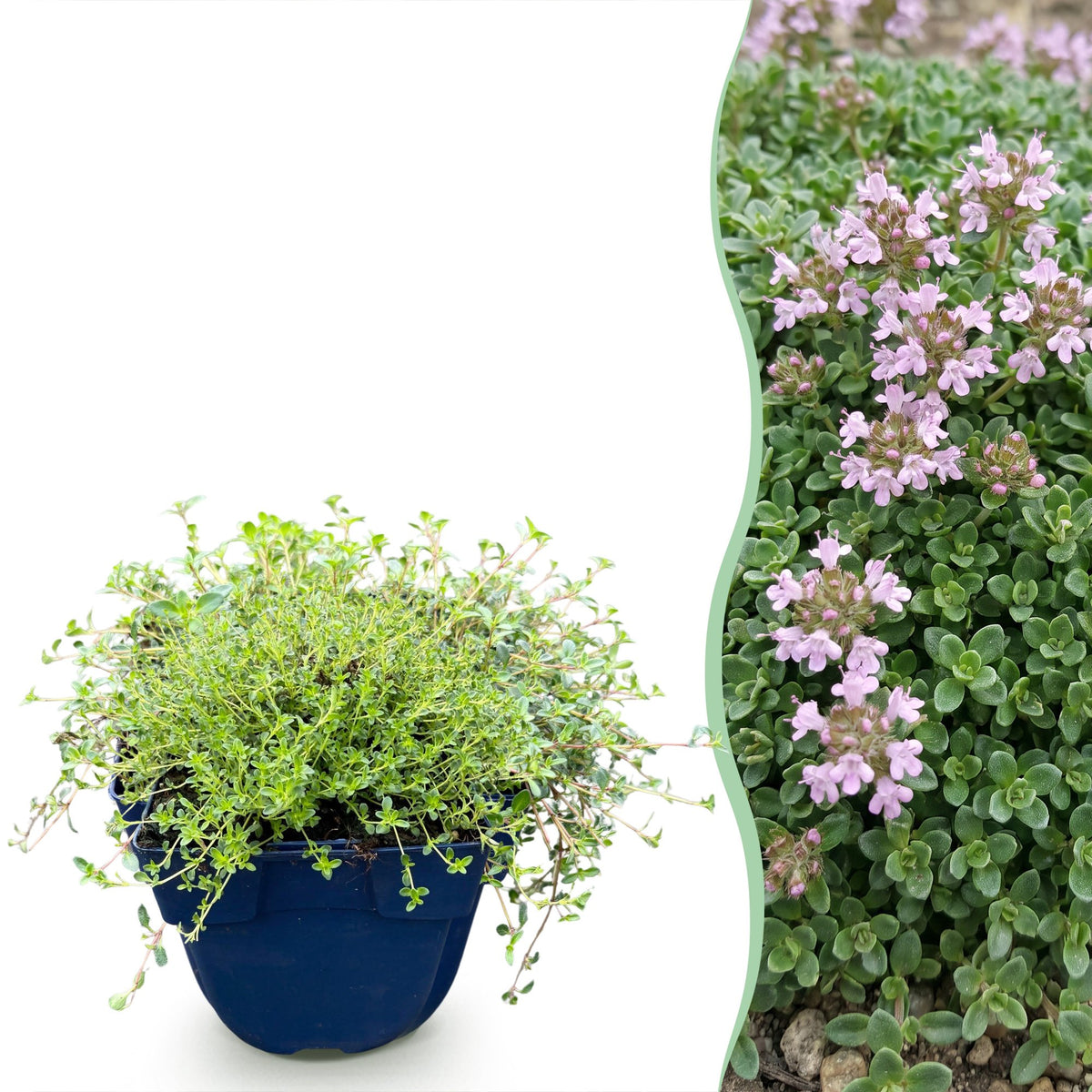 Green boutiQ - Vivace - Thymus praecox Minor - Thym serpolet - Parfumé - Rose - 12 plantes - Pot 11 cm - Hauteur 15-25 cm