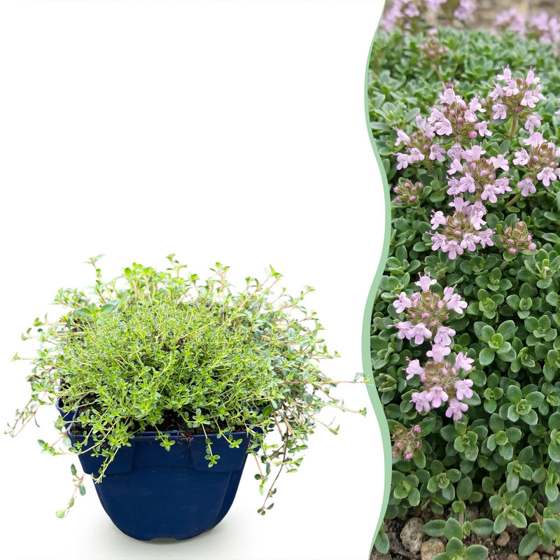 Green boutiQ - Perennial - Thymus praecox Minor - Creeping Thyme - Fragrant - Pink - 12 Plants - Pot 11cm - Height 15-25cm