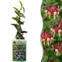 4x Lonicera jap. 'Red World' - Japanese honeysuckle - Red - Pink - Climber - Ø9cm - ↕35cm