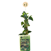 Hydrangea a. Petiolaris - Climbing hydrangea - White - Climber - Ø9cm - ↕35cm