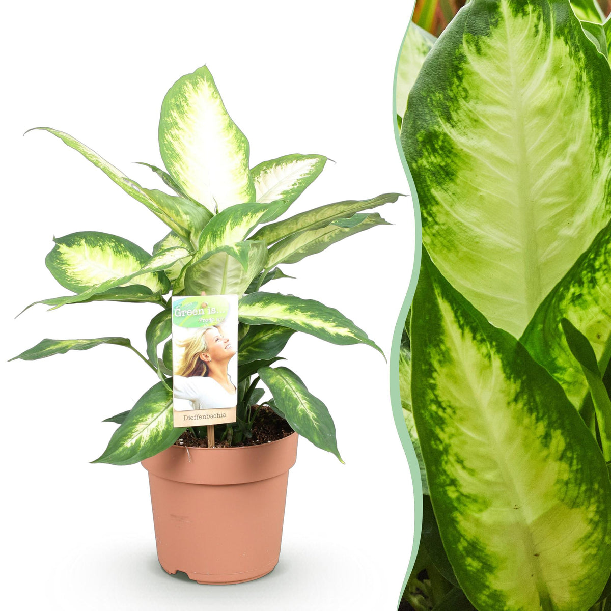 Green BoutiQ - Green is... Plantes d'intérieur - Dieffenbachia Camilla - Dieffenbachia - Peu d'entretien - Vert - 1 Plante - Pot 17cm - Hauteur 45-50cm