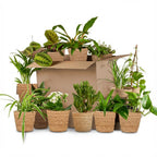 Green boutiQ - Plante d'intérieur - Coffret surprise vert - Peu d'entretien - 12 Plantes - avec Panier - Pot 10,5 - 12cm - Hauteur 15 - 45cm