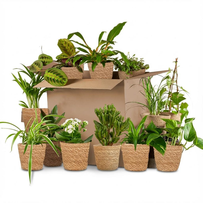 Green boutiQ - Kamerplant - Groene Verrassingsbox - Weinig onderhoud - 12 Planten - met Mand - Pot 10,5 - 12cm - Hoogte 15 - 45cm