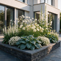 Plante vivace - Kit de bordure - Blanc - Divers - Variétés et couleurs - 12 plantes - Pot 11cm - Hauteur 15-25cm